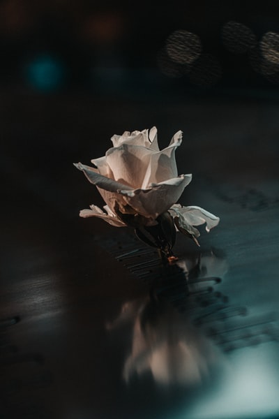 Wood of white flowers on the table
